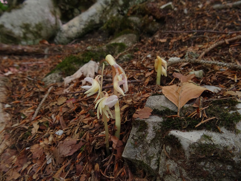 Epipogium aphyllum